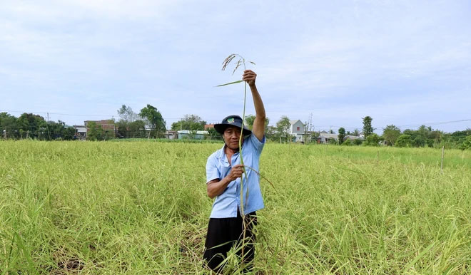 Ông Nguyễn Văn Tâm với cây lúa mùa nổi cao hơn 2m chuẩn bị thu hoạch.