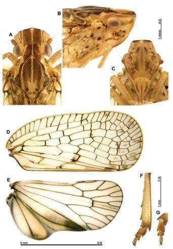 Loài ve Connelicita phongdienensis