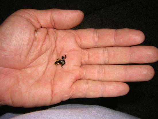 Con nhái độc Eleutherodactylus dài không đến 10mm, nằm gọn trong lòng bàn tay.