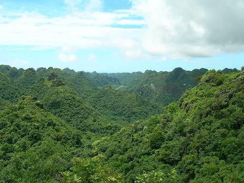 Giải pháp phục hồi rừng ở Vườn quốc gia Cát Bà