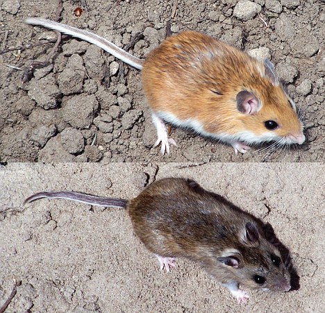 Chuột đổi màu để thích nghi môi trường sống