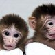 Chú khỉ có hai mẹ một cha