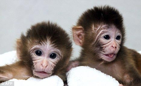 Chú khỉ có hai mẹ một cha