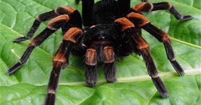 Tại sao phụ nữ lại sợ nhện?