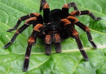 Tại sao phụ nữ lại sợ nhện?