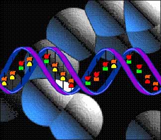Phát hiện 3 gen đặc trưng giúp chúng ta tiến hóa thành con người!