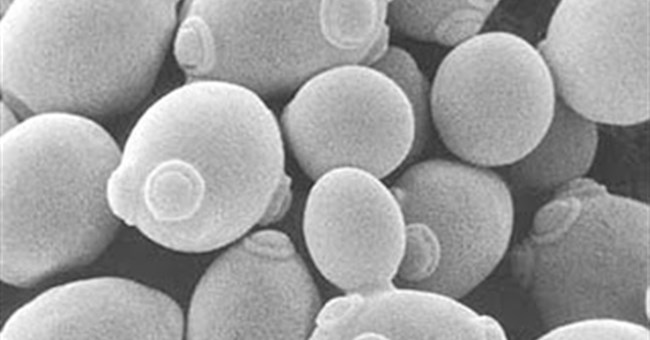 Tạo ra sự sống đa bào trong ống nghiệm